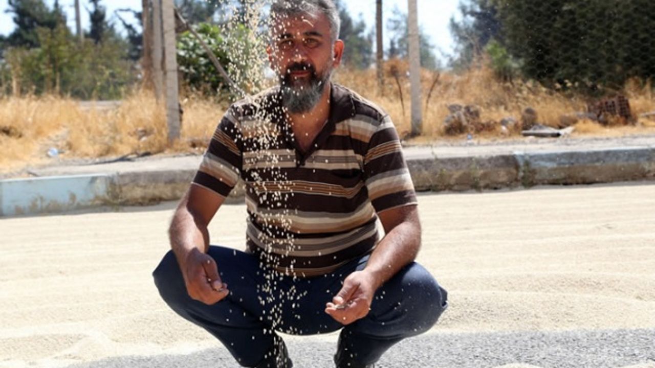 Kuş yemini korumak için torpil tabancası yaptılar