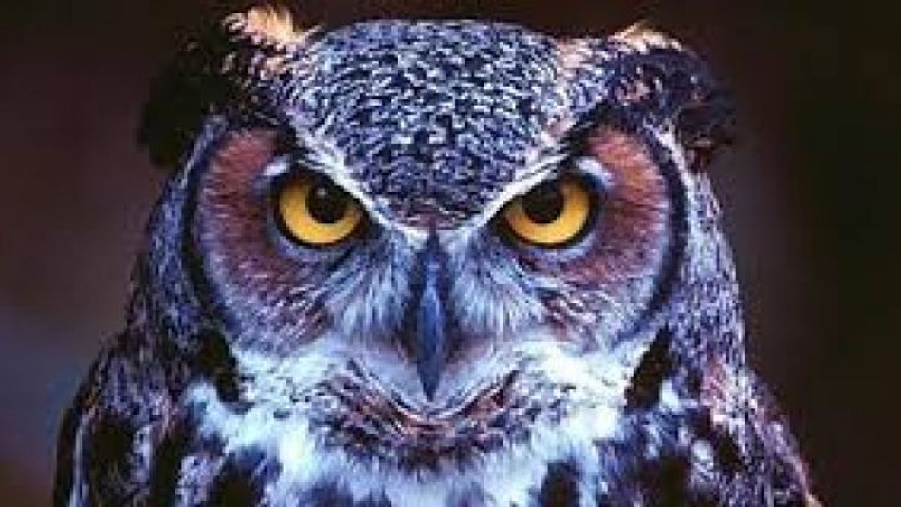 Atasözüne göre hangisnin kısmeti ayağına gelir?