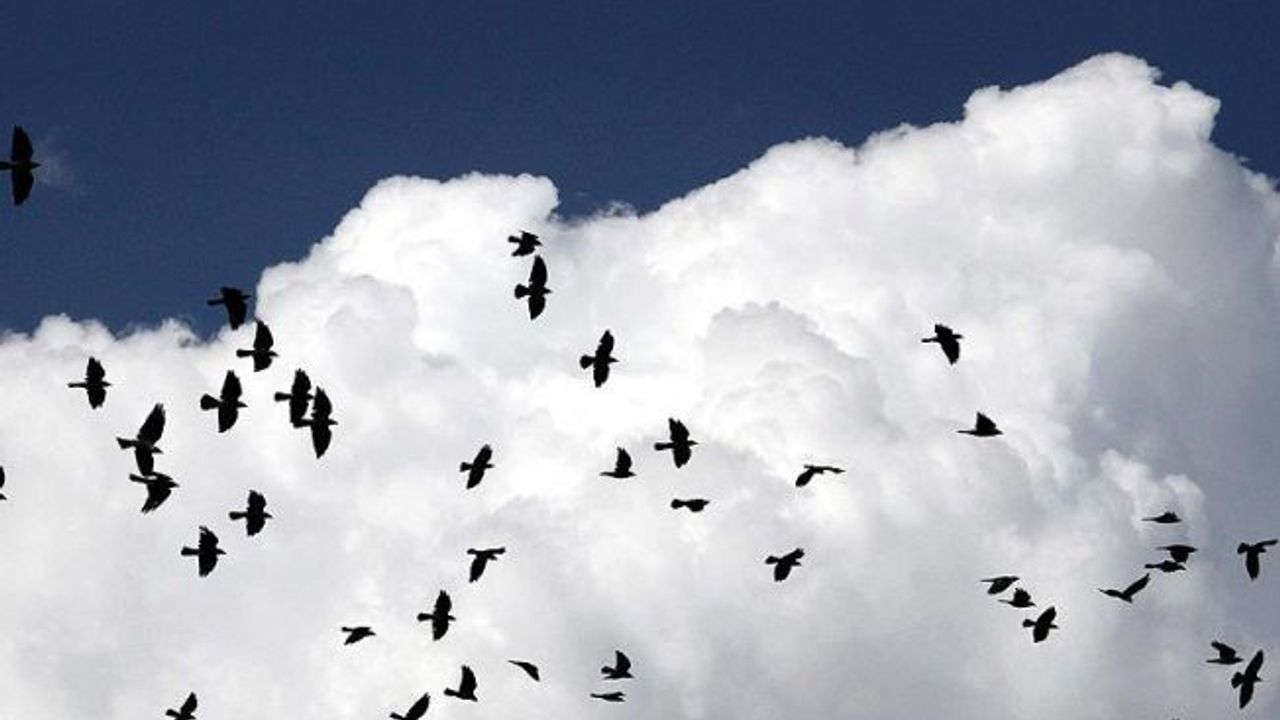 Türkiye Kuş Türü Listesi'ne yeni kayıt: Gömlekli Karga