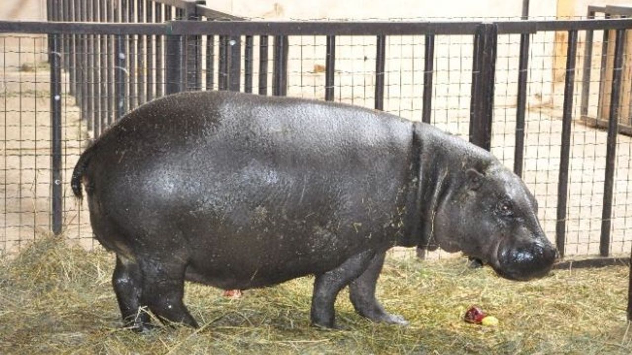 Darıca’da doğacak olan cüce su aygırı ultrasonda görüntülendi