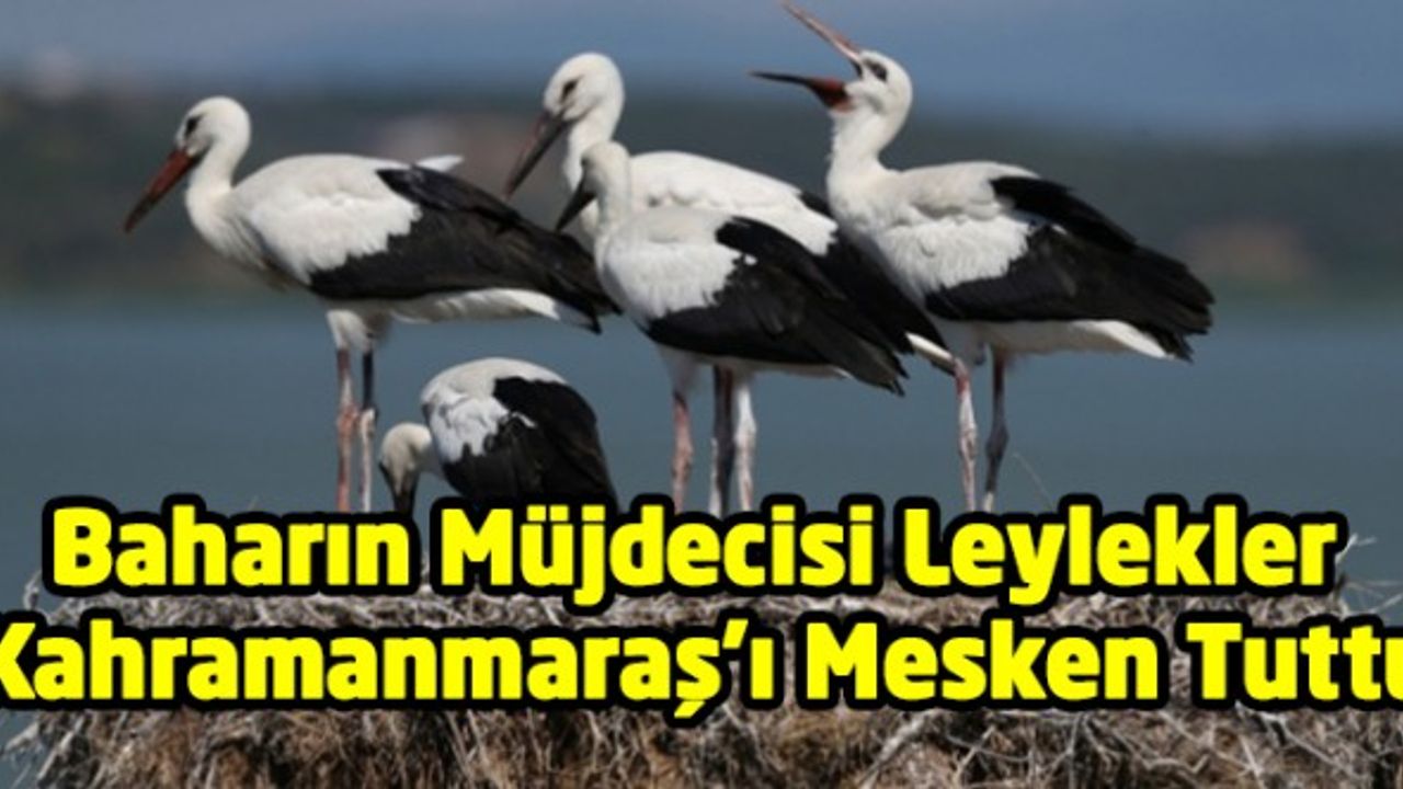 Baharın Müjdecisi Leylekler Kahramanmaraş'ta Minare Mesken Tuttu