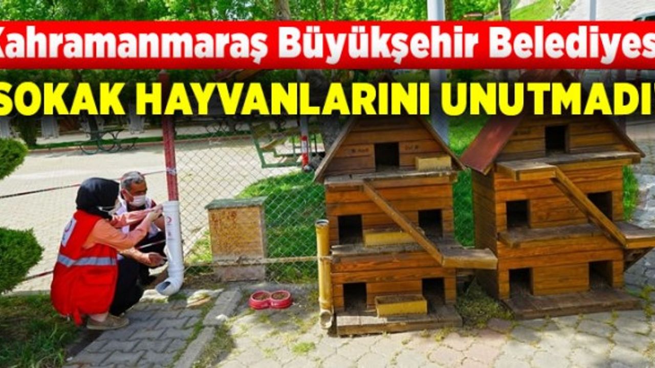 Kahramanmaraş Büyükşehir Belediyesi sokak hayvanlarını unutmadı!