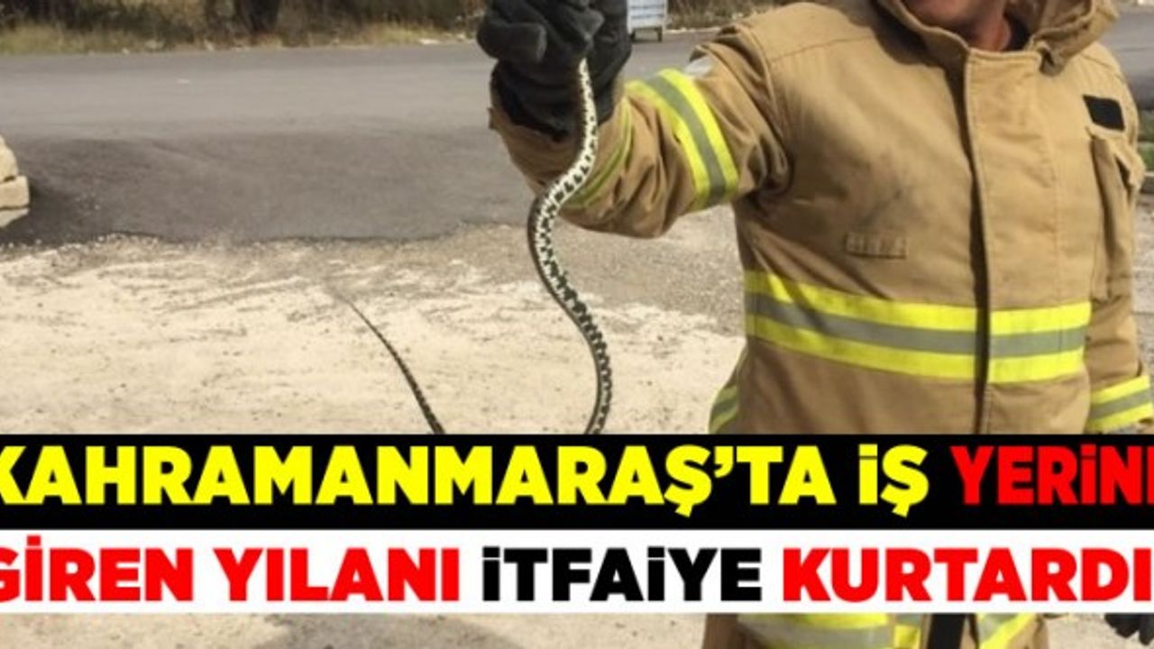 Kahramanmaraş'ta iş yerine giren yılanı itfaiye ekipleri doğal ortama bıraktı!