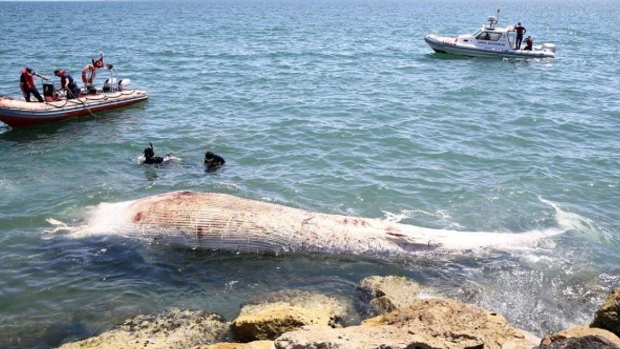 Mersin Sahiline 14 Metrelik Balina Vurdu