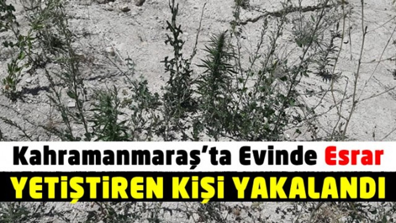 Kahramanmaraş Göksun’da evinde esrar yetiştiren kişi yakalandı