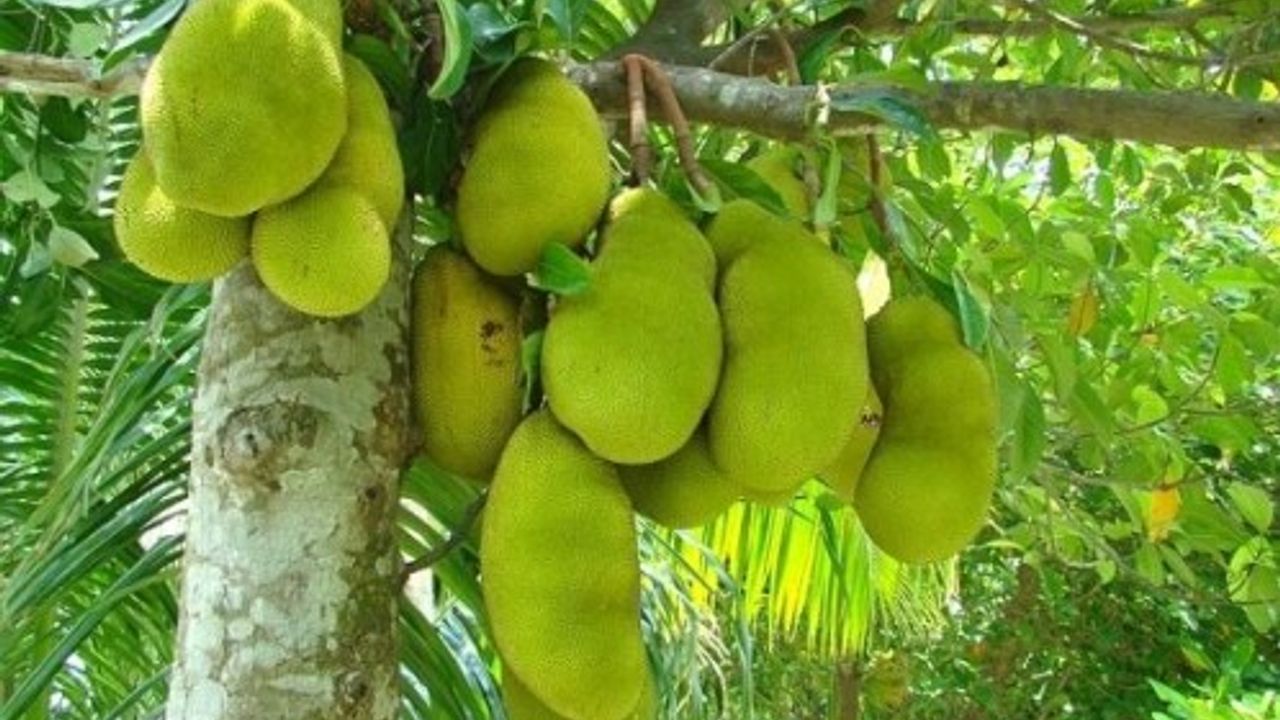 Jack Fruit Jack Meyvesi Dünyanın En Büyük Meyvesi!