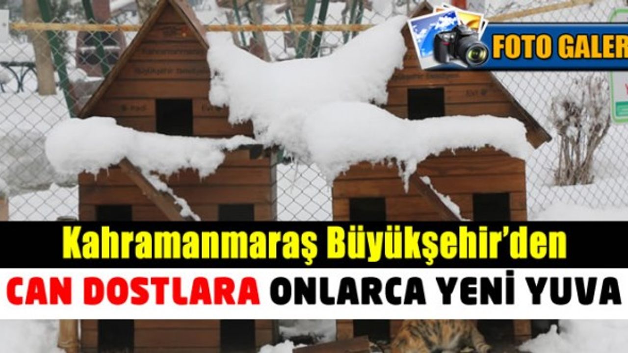 Kahramanmaraş Büyükşehir’den sokak hayvanlarına onlarca yeni yuva