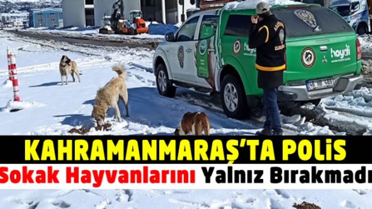 Kahramanmaraş polisi sokak hayvanlarını yalnız bırakmadı