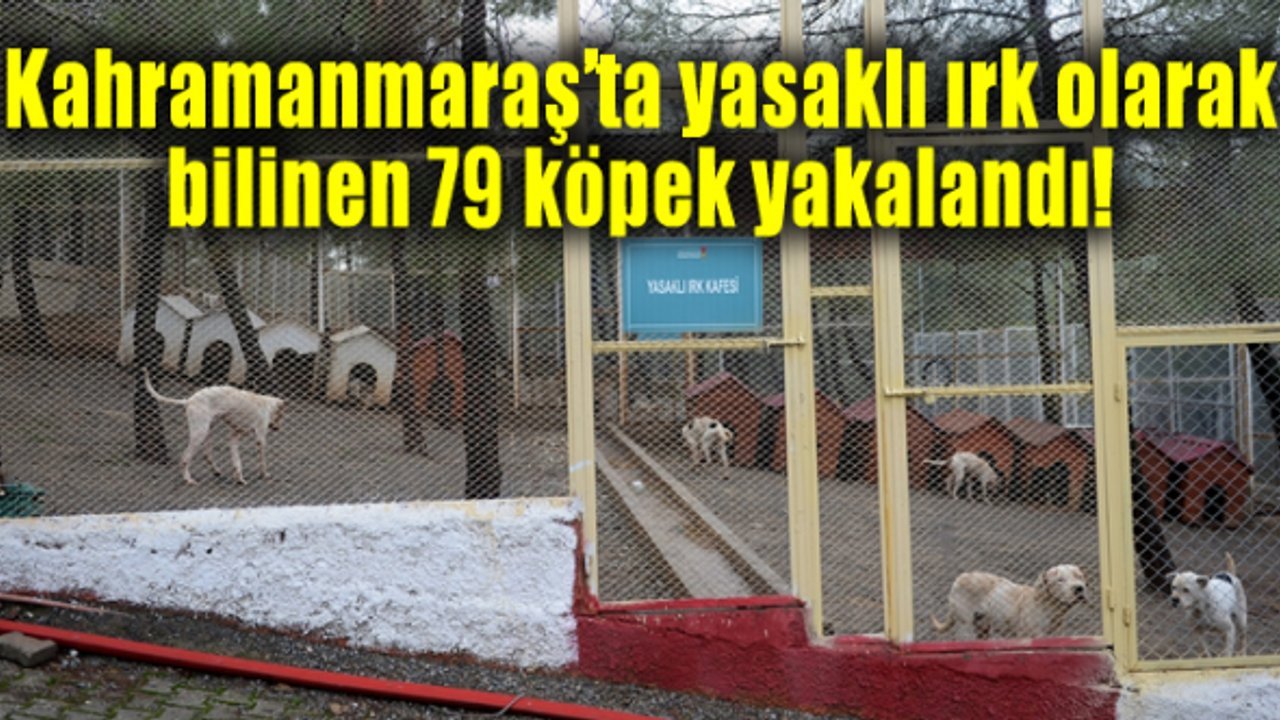 Kahramanmaraş'ta yasaklı ırk olarak bilinen 79 köpek yakalandı!