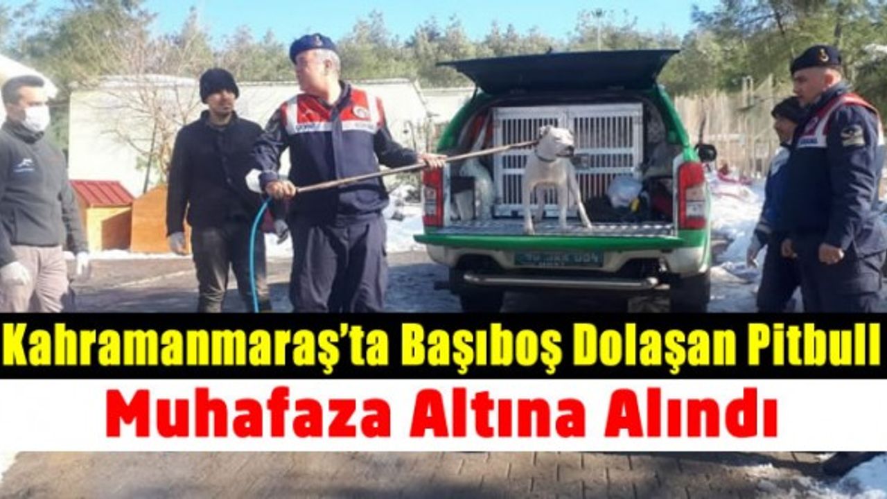 Kahramanmaraş’ta başıboş gezen pitbula el konuldu
