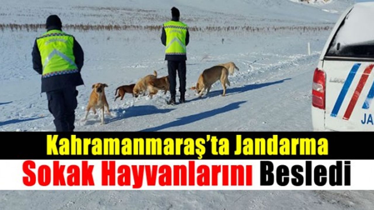 Kahramanmaraş’ta Jandarma sokak hayvanlarını besledi