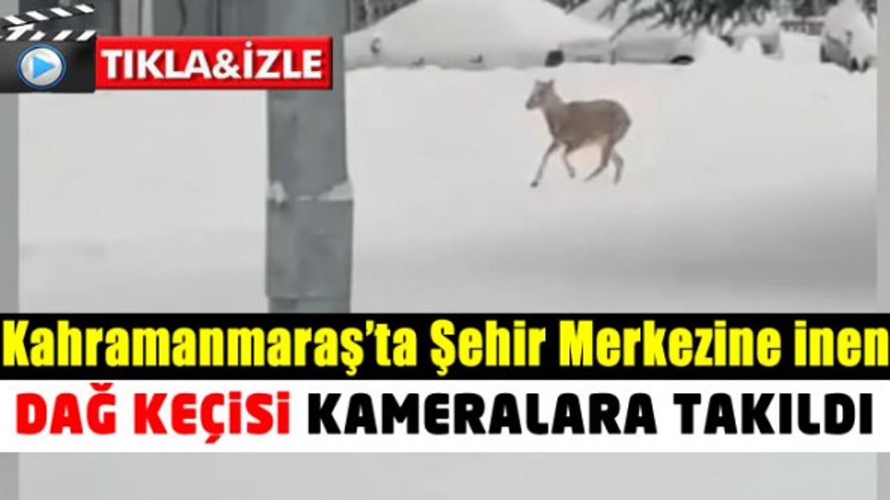 Kahramanmaraş’ta şehir merkezine inen dağ keçisi kameralara takıldı