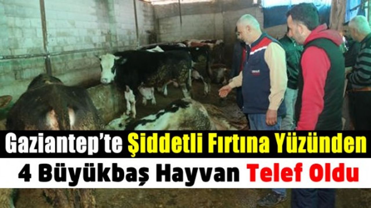 Gaziantep'te besicilik yapan bir kişinin şiddetli fırtına yüzünden 4 büyükbaş hayvanı telef oldu