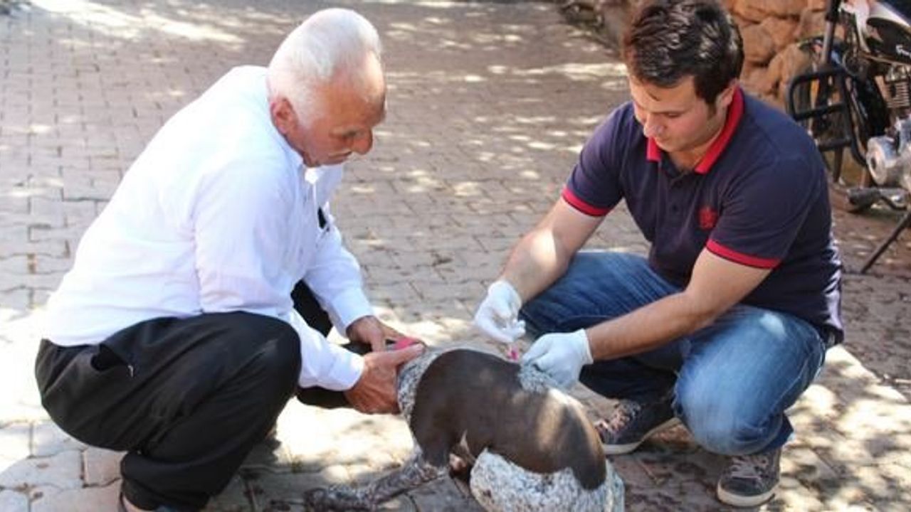 Hassa’da kedi ve köpeklere kuduz aşısı Kahramanmaraş Haber K.Maraş