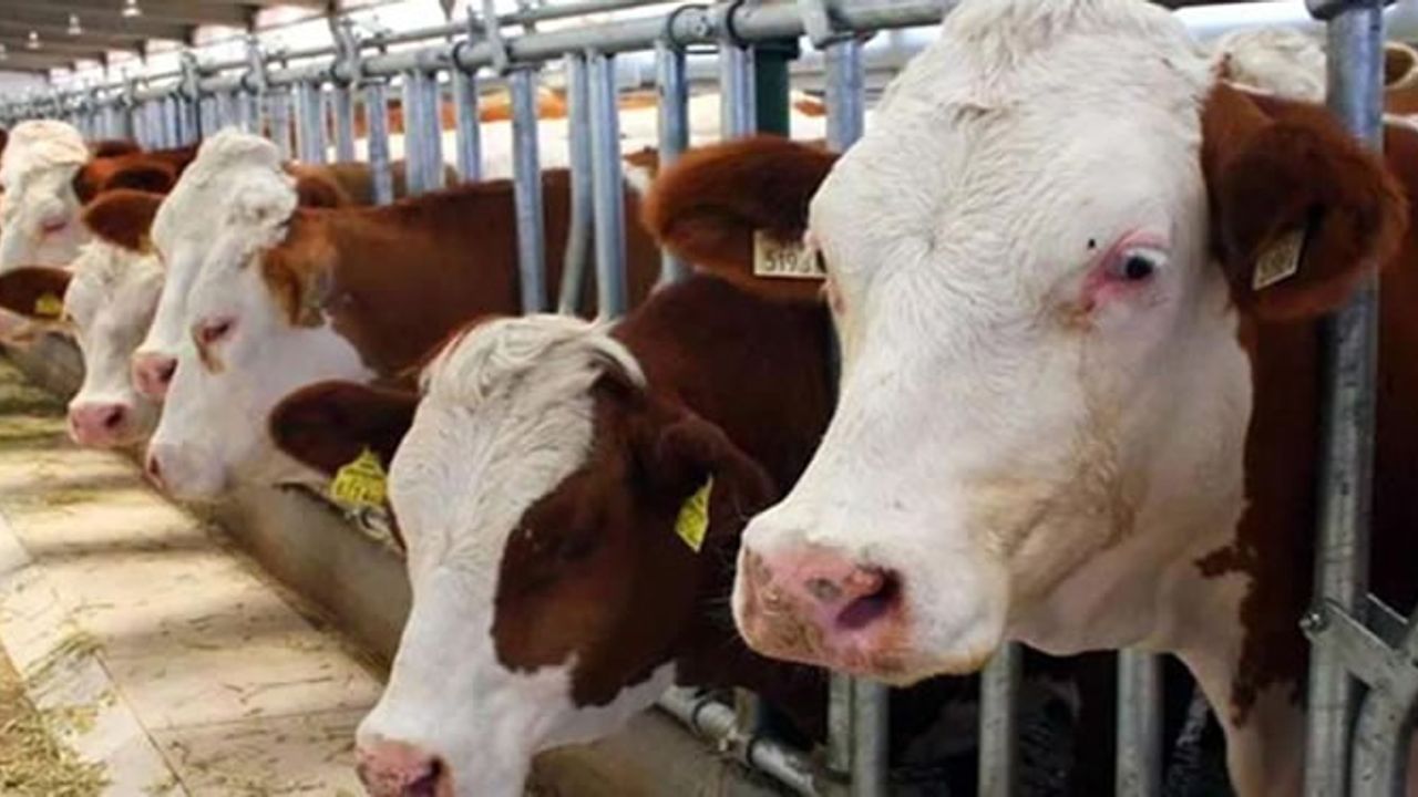 Gaziantep'te kurbanlık fiyatları açıklandı 2022 düve inek koyun koç keçi karkas kilo fiyatı