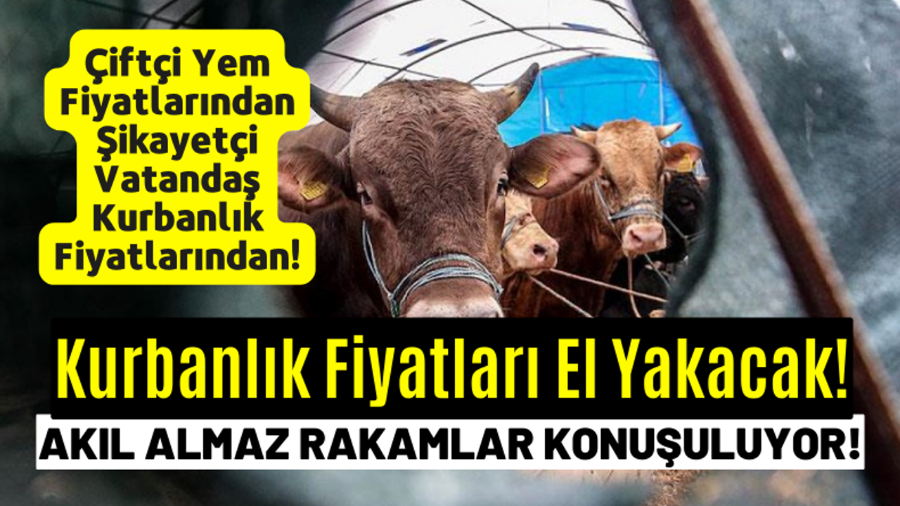 Adana, Mersin, Niğde ve Aksaray'da kurbanlık fiyatları koyun keçi düve boğa koç kaç lira?
