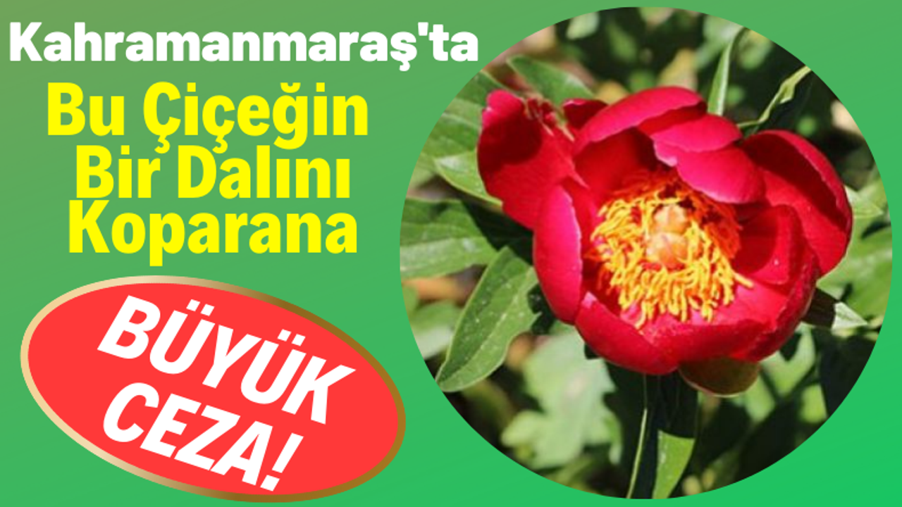 Kahramanmaraş'ta 'Ayı Gülü' Çiçeğini Koparana 110 Bin Lira Ceza!