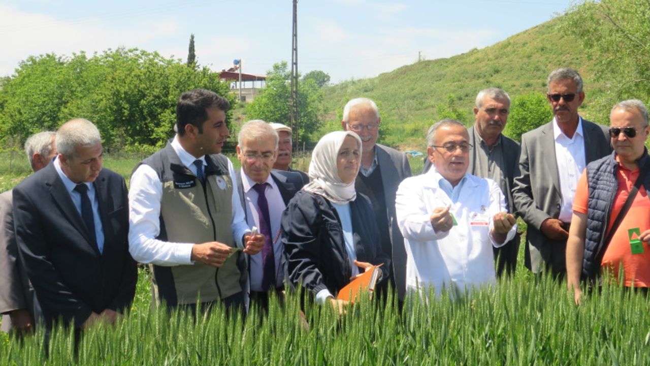 Kahramanmaraş'ta Buğday Alanlarına Süne İle Mücadele Kapsamında Parazitoid Salımı Gerçekleştirildi