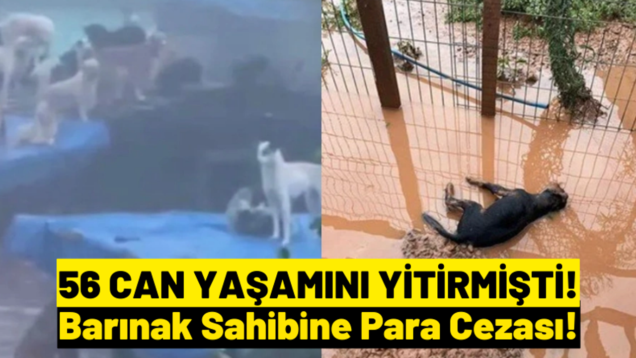 Bartın’daki Sel Nedeniyle Barınaktaki 56 Köpek Yaşamını Yitirdi: Sahibine 434 Bin TL Ceza Kesildi!