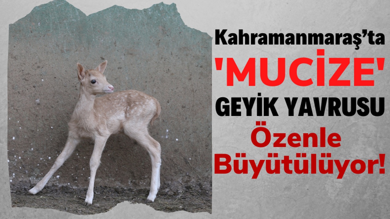 Kahramanmaraş'ın Başkonuş Yaylası'nda 'Mucize' Geyik Yavrusu Dünyaya Geldi!