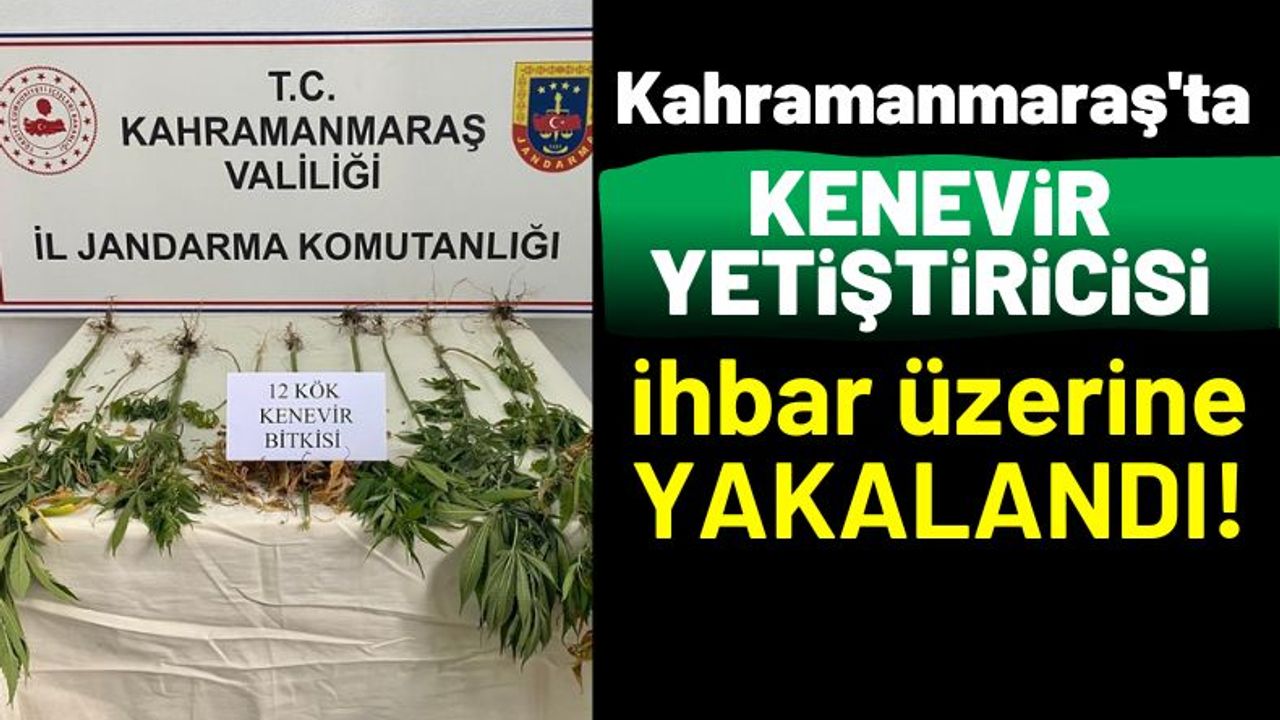 Kahramanmaraş'ta Bahçesinde Kenevir Yetiştiren Kişi Gözaltına Alındı!