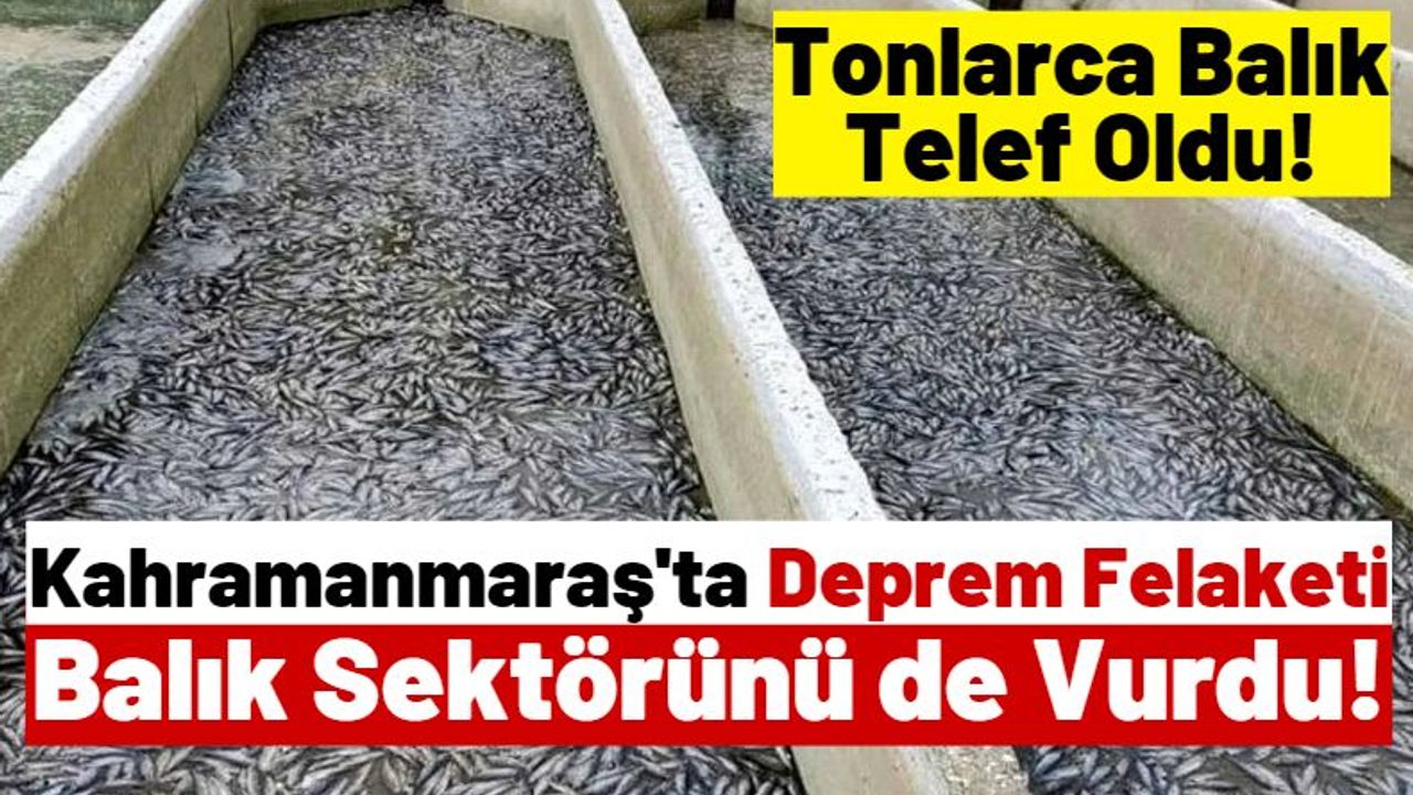 Kahramanmaraş'ta Depremler Sonrası Toplu Balık Ölümleri!