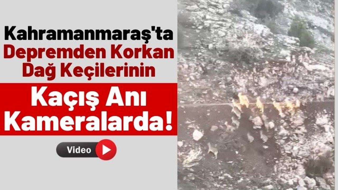 Kahramanmaraş'ta Dağ Keçilerinin Depremden Kaçış Anı Görüntülendi!