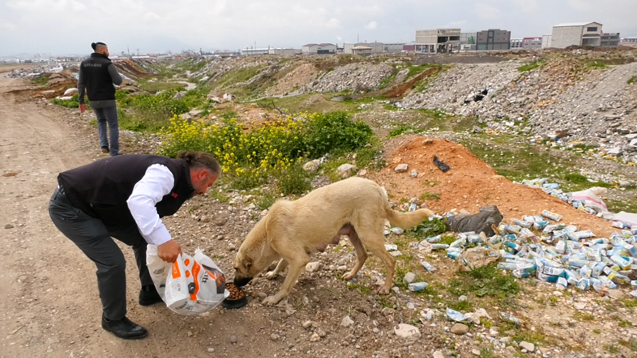 Deprem Bölgesi Kahramanmaraş'ta Sokak Hayvanları Unutulmadı!