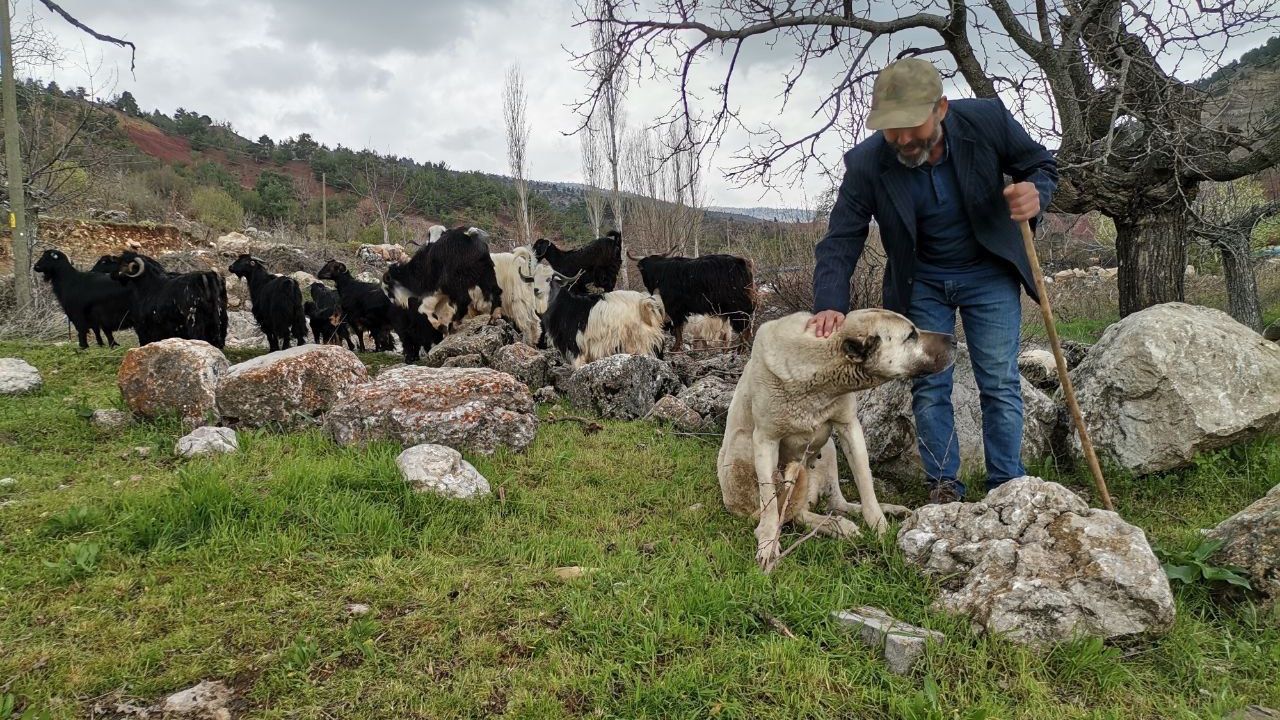 Kahramanmaraş'ta Depremzede Çobana Devletten Yardım Eli!