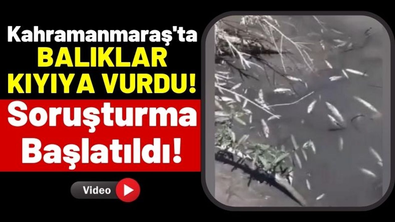 Kahramanmaraş'ta Kimyasal Atık Karışan Derede Balıklar Kıyıya Vurdu!