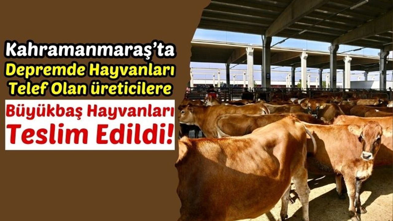 Kahramanmaraş'ta Depremzede Yetiştiricilere Canlı Hayvan Desteği!