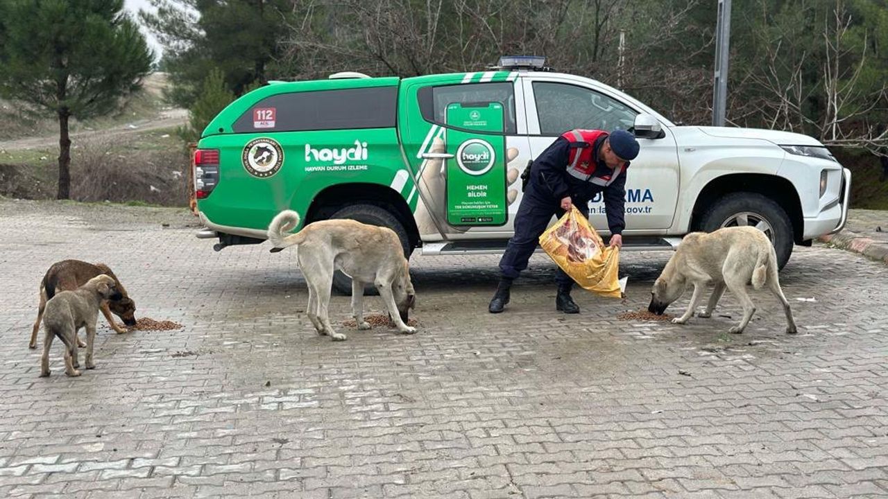 Kahramanmaraş'ta Jandarma Sokak Hayvanları İçin Doğaya Yem Bıraktı!