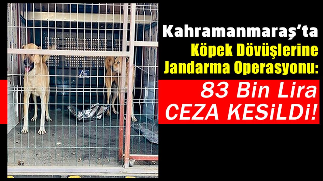 Kahramanmaraş'ta Köpek Dövüşü Vahşetine Para Cezası Yağdı!
