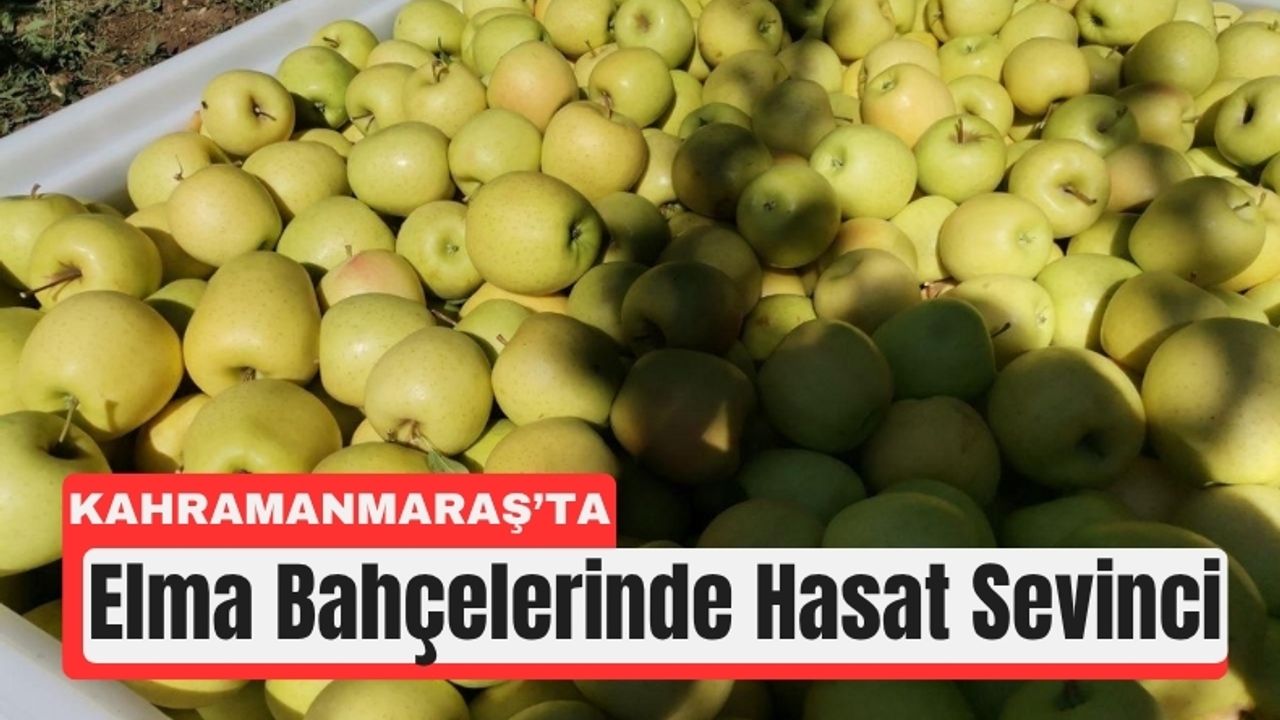 Kahramanmaraş’ta Elma Zamanı: 60 Bin Tonluk Hasat
