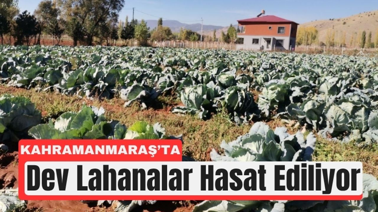 Türkiye’nin En Büyük Lahanaları Kahramanmaraş’tan
