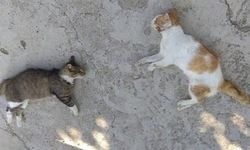 Mersin'de zehirlenen 13 kedi telef oldu!