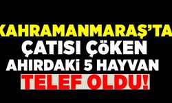 Kahramanmaraş'ta çatısı çöken ahırdaki 5 hayvan telef oldu!