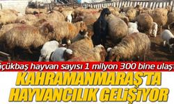 Kahramanmaraş'ta hayvancılık gelişiyor! Küçükbaş hayvan sayısı 1 milyon 300 bine ulaştı