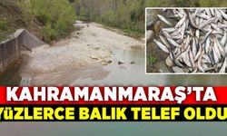 Kahramanmaraş'ta korkutan görüntü! Yüzlerce balık telef oldu!