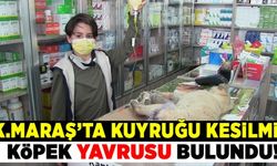 Kahramanmaraş'ta yaralı halde bulunan yavru köpek tedavi altına alındı!