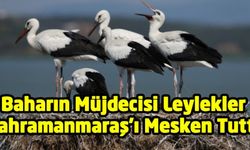 Baharın Müjdecisi Leylekler Kahramanmaraş'ta Minare Mesken Tuttu