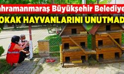 Kahramanmaraş Büyükşehir Belediyesi sokak hayvanlarını unutmadı!