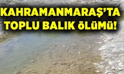 Kahramanmaraş'ta toplu balık ölümü meydana geldi!