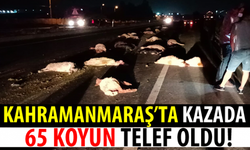 Kahramanmaraş'ta trafik kazasında 65 koyun telef oldu!