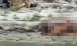 Salgının Merkez Üssünde Nehre Atılan Cesetler Kıyıya Vuruyor