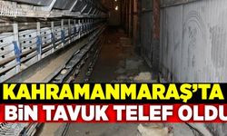 Kahramanmaraş'ta 7 bin tavuk telef oldu!