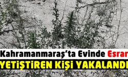 Kahramanmaraş Göksun’da evinde esrar yetiştiren kişi yakalandı