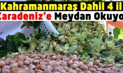 Kahramanmaraş Karadeniz dışında fındık üretilen dört ilden biri oldu
