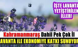 Kahramanmaraş lavanta ile ekonomiye destek veren iller arasında