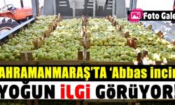 Kahramanmaraş'ta 'Abbas inciri' yoğun ilgi görüyor!